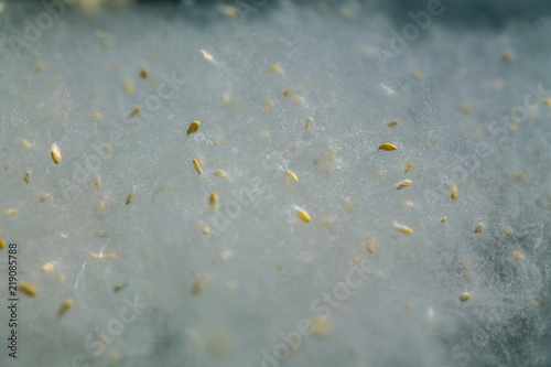 Fotografie White fluff poplar