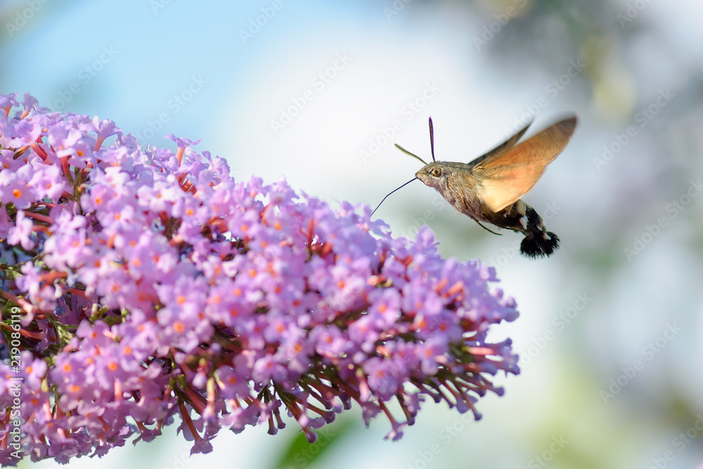 Fototapeta premium Hummingbird hawk moth - Macroglossum stellatarum