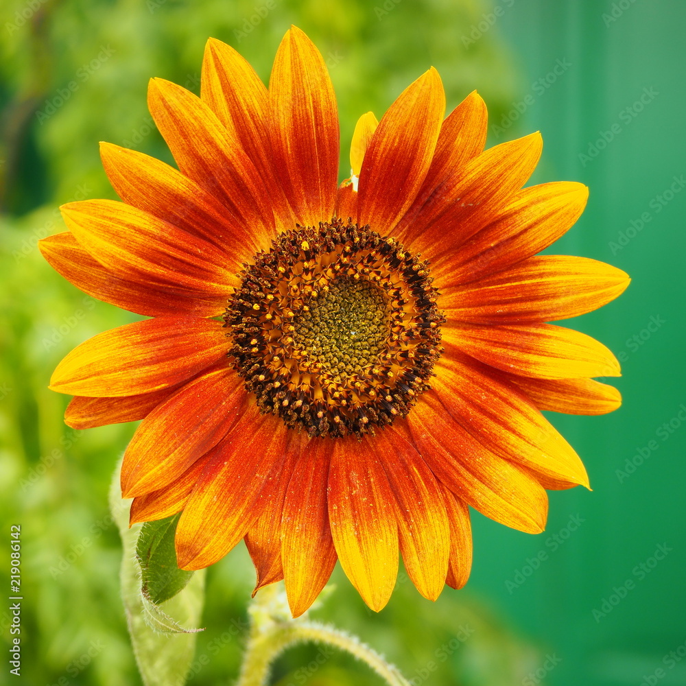 Sonnenblume Sonnenblume