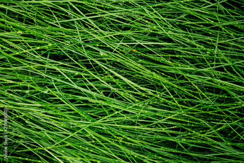Juicy green grass with raindrops