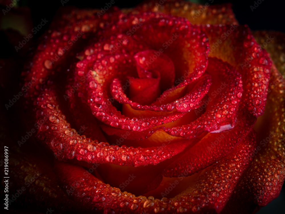 Beautiful flowering pink and yellow roses, with drops of dew. Beautiful flowering pink and yellow roses, with drops of dew.