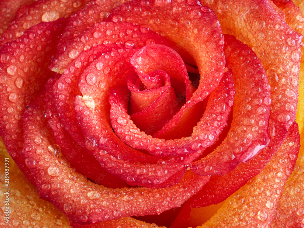 Beautiful flowering pink and yellow roses, with drops of dew.