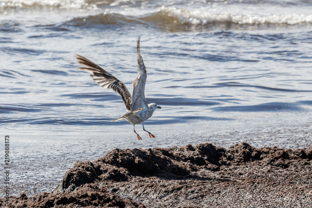 Large seagulls will be hovering along the sea side Large seagulls will be hovering along the sea side