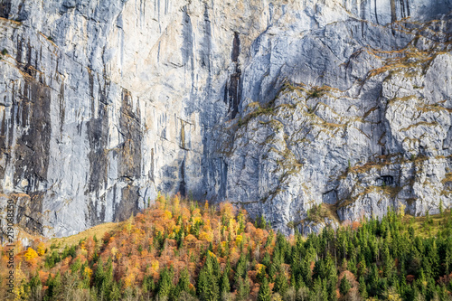 Autumn colours in a cliff wall in Lauterbrunnen valley  Switzerland.