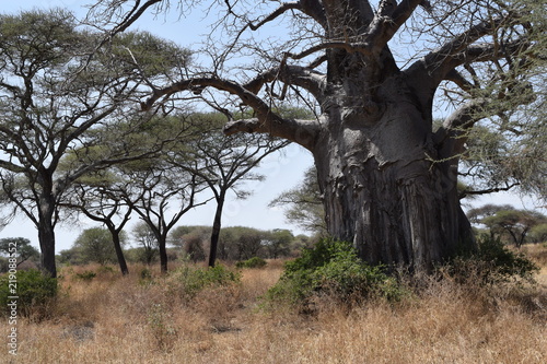Savanna