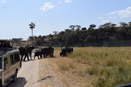 Elephants Crossing the Road