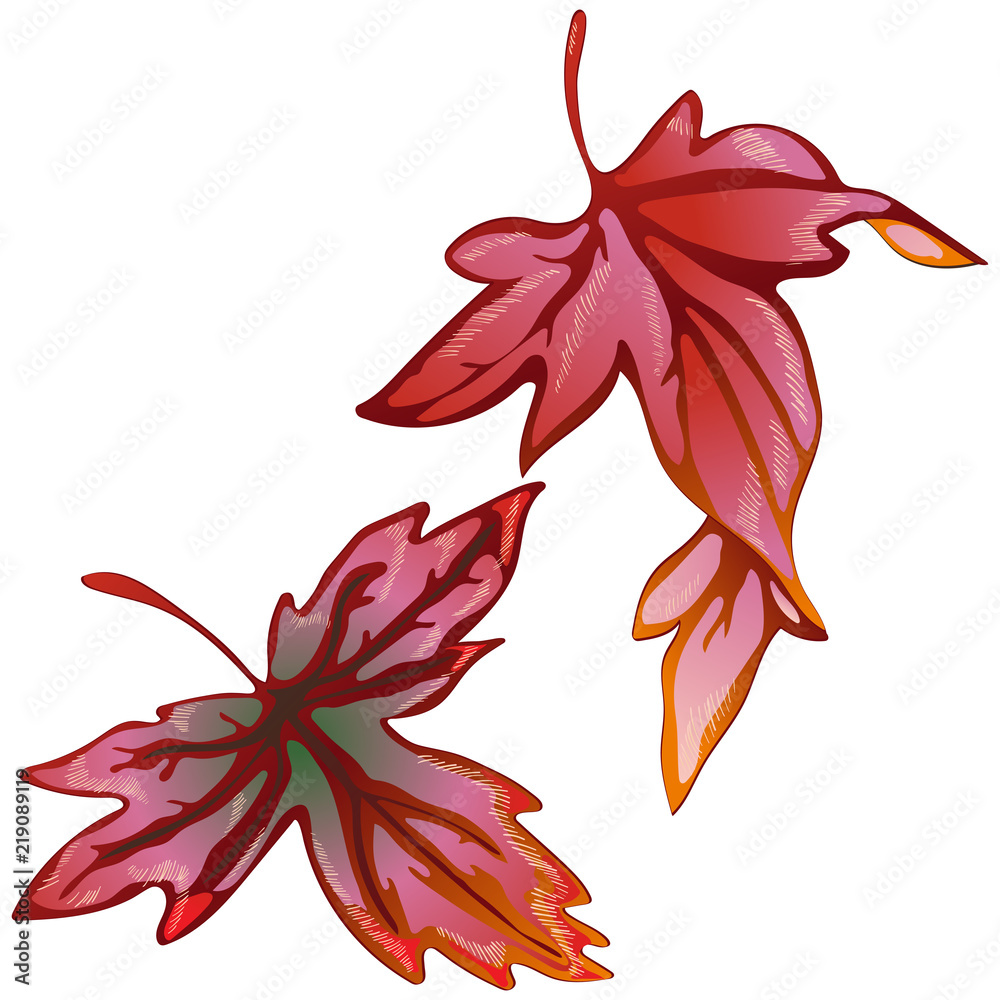 Vector autumn yellow and red leaves. Leaf plant botanical garden floral foliage. Isolated illustration element. Vector leaf for background, texture, wrapper pattern, frame or border.