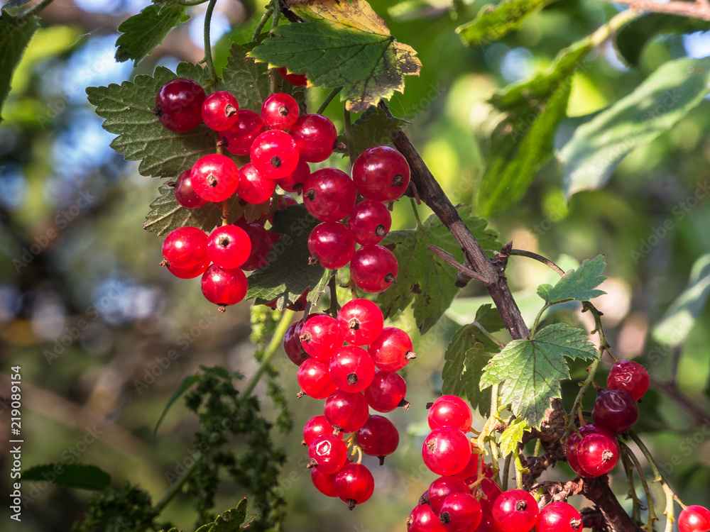 Bunch of red currant close-up, close-up. Bright red berries. Bunch of red currant close-up, close-up. Bright red berries.
