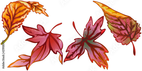 Vector autumn yellow and red leaves. Leaf plant botanical garden floral foliage. Isolated illustration element. Vector leaf for background, texture, wrapper pattern, frame or border.
