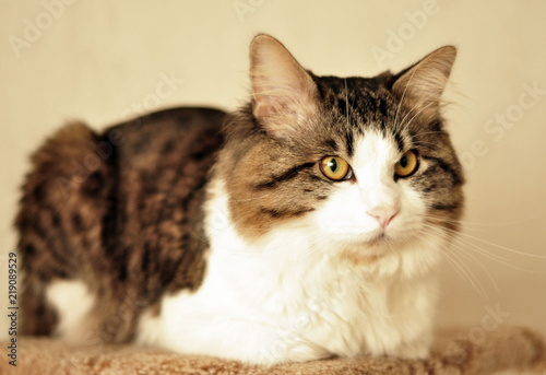 Kuril Bobtail looks displeased. Portrait of a beautiful fluffy cat close-up at home. Domestic beautiful cat