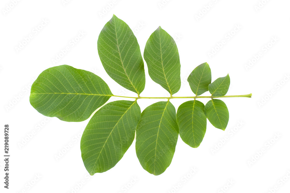 branch of walnut with leaves isolated on white background branch of walnut with leaves isolated on white background