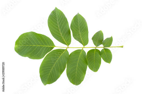 branch of walnut with leaves isolated on white background