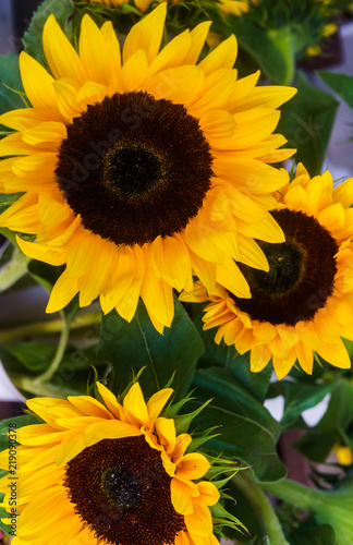 Fototapeta Naklejka Na Ścianę i Meble -  Beautiful decorative sunflowers used for making bouquets