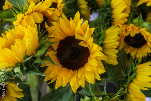Fototapeta Naklejka Na Ścianę i Meble -  Beautiful decorative sunflowers used for making bouquets