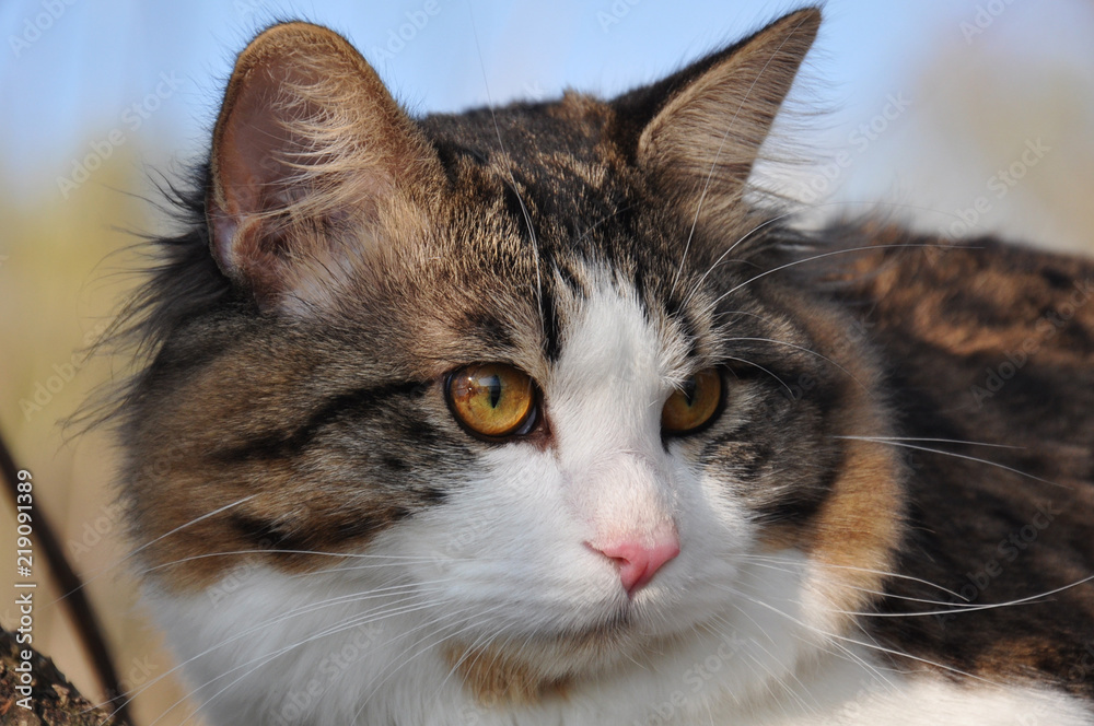 Kuril Bobtail looks. Portrait of a beautiful fluffy cat close-up.