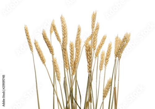 Dry wheat ears  grain isolated on white background  with clipping path