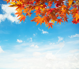  Branch with colorful autumn leaves (Japanese-maple)  against blue sky