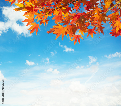 Obraz na płótnie Branch with colorful autumn leaves (Japanese-maple) against blue sky w salonie
