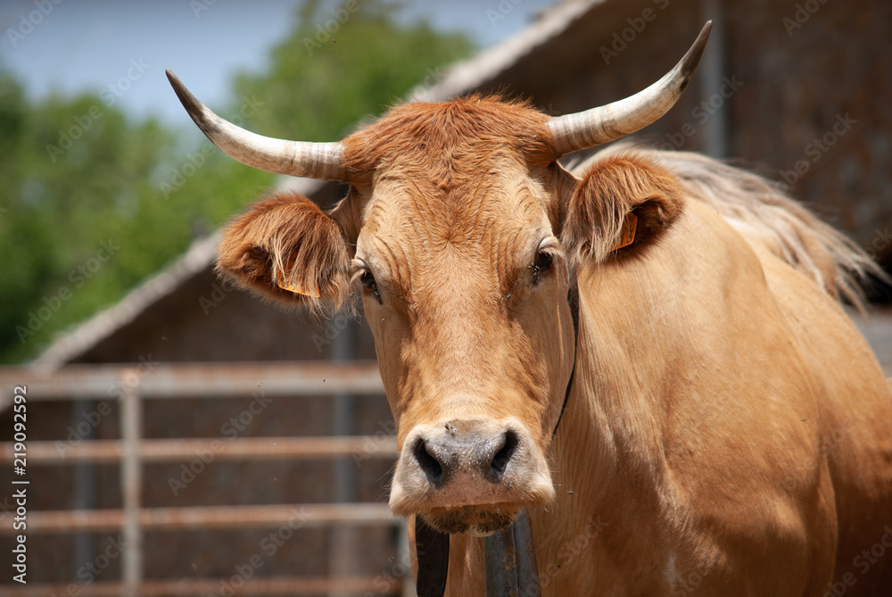Cow looking straight at camera in front of farm Cow looking straight at camera in front of farm