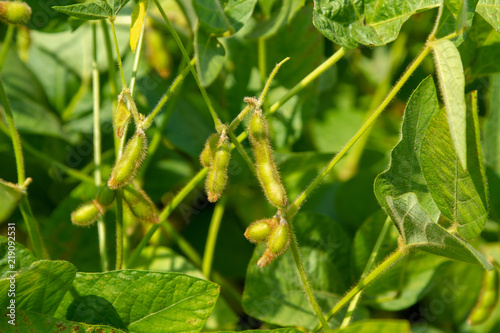 Ripening soy pods in a field in the sun. Elite grade of natural useful organic soy for healthy nutrition. Pods of soybeans on a beautiful blurred background of the experimental field.