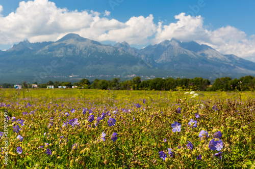 flower meadow in mountains