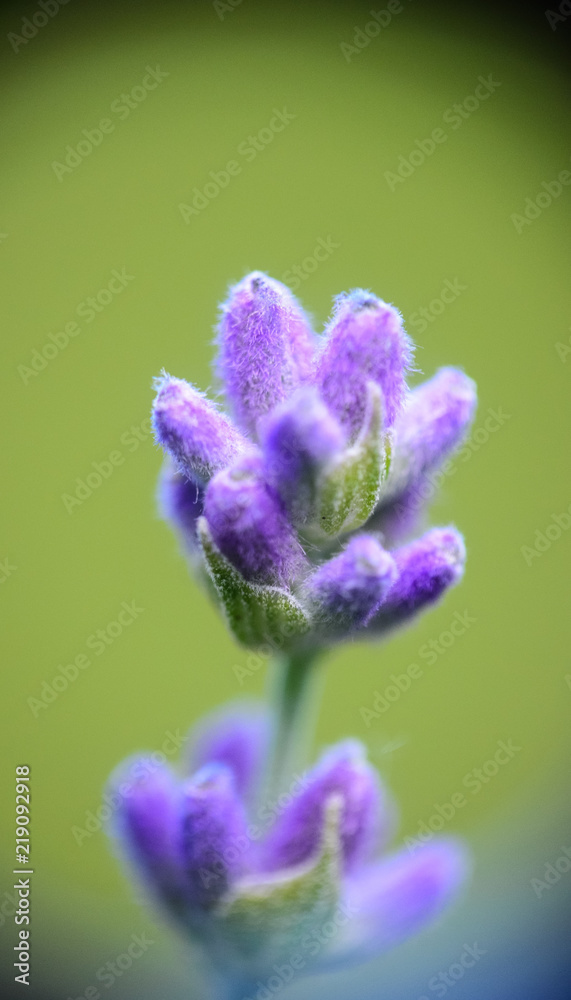 flower flower