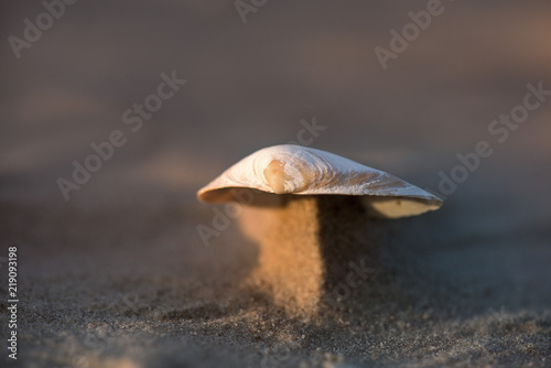 Macro shot of small seashell laying on beach side during sand storm. Wind created beautiful miniature dunes which are holding shells on top. Calm, relaxing, meditation nature background  

