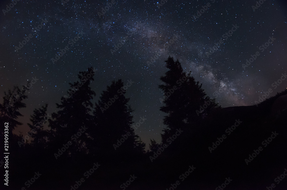 night photo. The Milky Way and the dark silhouettes of huge spruce trees against the starry sky.
