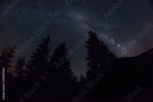 night photo. The Milky Way and the dark silhouettes of huge spruce trees against the starry sky. 