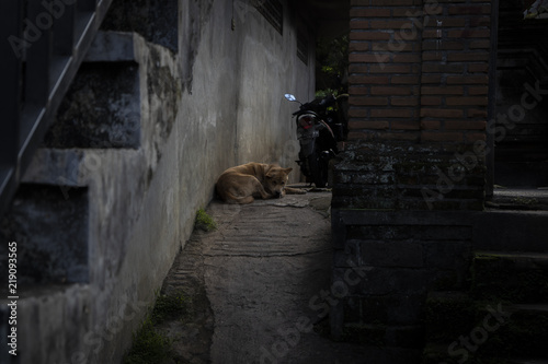Abandoned dog sleeping in the street © Carlos