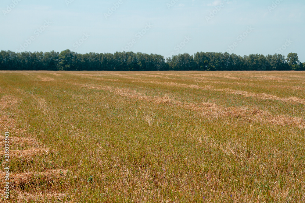 Field after harvest with scattered waste of their straw. Straw is scattered around the field for fertilization. Empty field after harvest. Straw as a fertilizer on an empty bed.