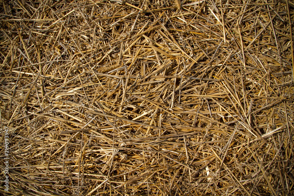 Dry wheat straw after grain harvest. Straw scattered across the field. Dry dark straw of rye and wheat crops. Close-up photo.