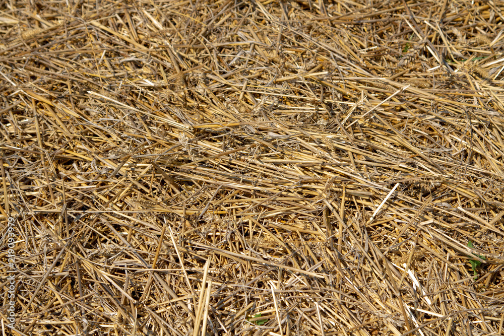 Straw scattered across the field. Dry dark straw of rye and wheat crops. Dry straw after harvest. Straw scattered across the field. Dry dark straw of rye and wheat crops. Dry straw after harvest.