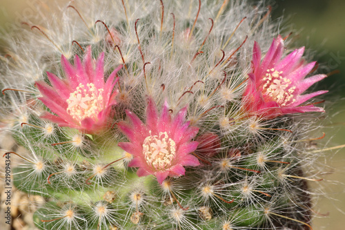 Mammillaria bocasana is an interesting cactus and blooms with a beautiful pink flower photo