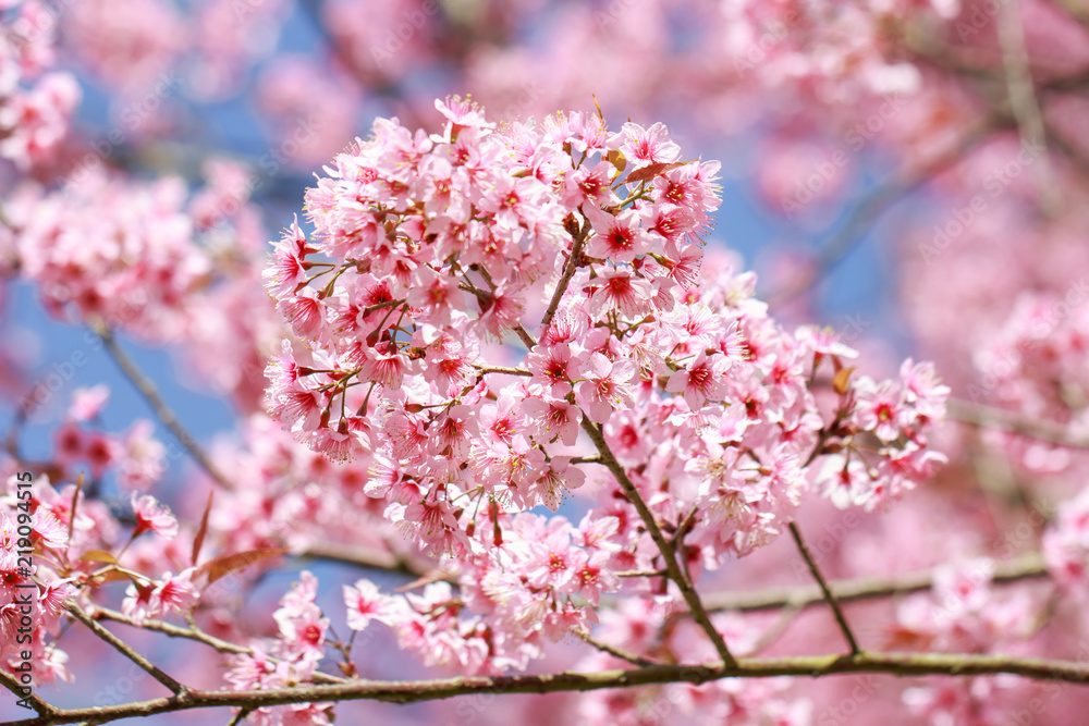 Wild Himalayan Cherry Blossoms in spring season (Prunus cerasoides), Sakura in Thailand, selective focus Wild Himalayan Cherry Blossoms in spring season (Prunus cerasoides), Sakura in Thailand, selective focus