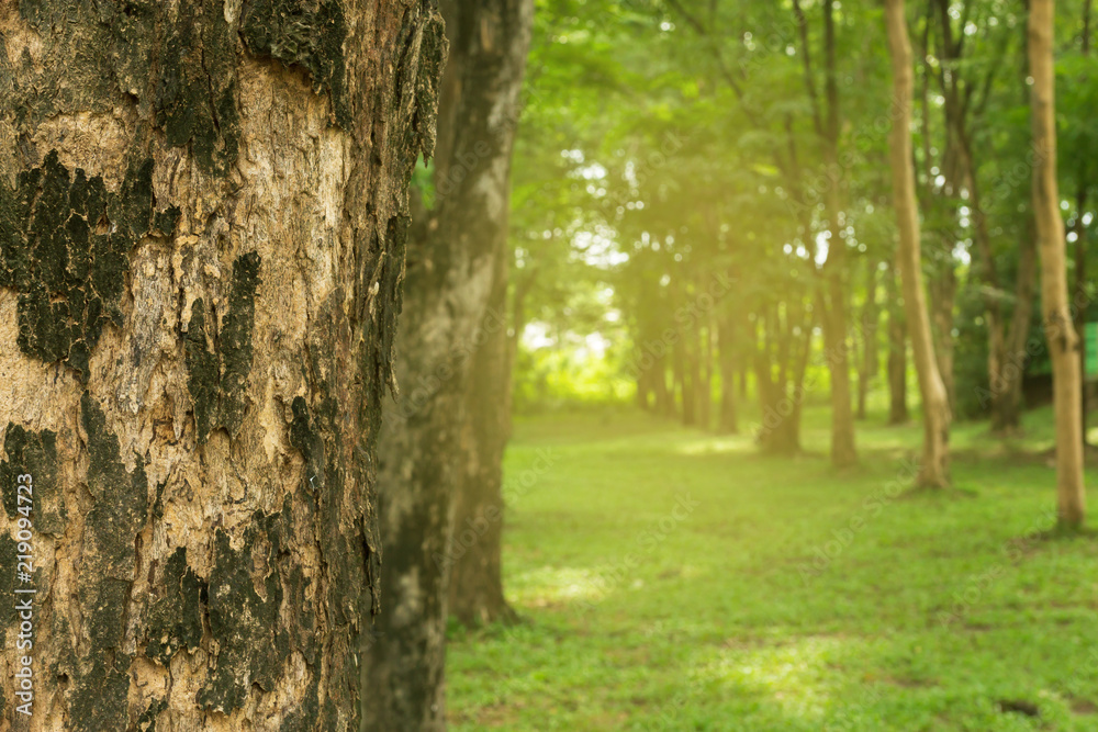 Closeup Tree trunk