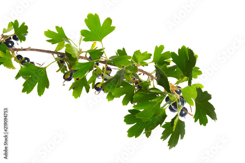 Berries black currant with green leaf. Fresh fruit, isolated on white background.