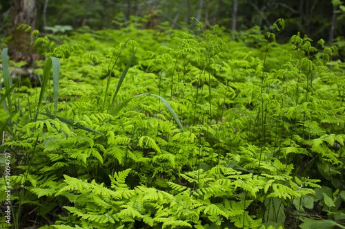 Lots of green ferns in a Swedish forest