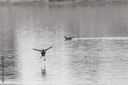 Bird taking off from pond