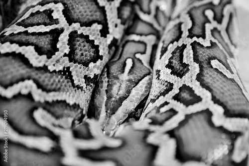 Fototapeta Naklejka Na Ścianę i Meble -  Close up of a python snake skin abstract textured