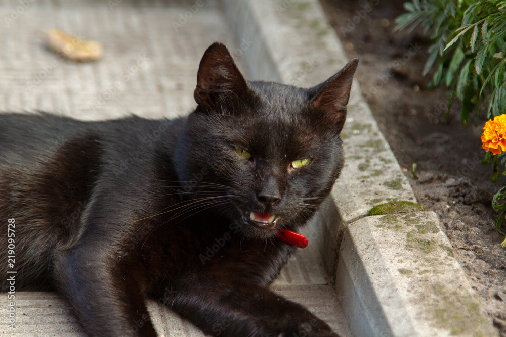 A predatory black street cat is resting on the sidewalk. A black cat with green eyes lies on the sidewalk and looks into the camera lens. A black cat is basking in the sun, lying on the sidewalk.
