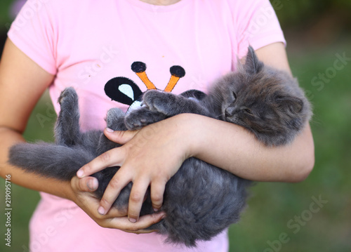 summer photo of gray kitten on kids hands