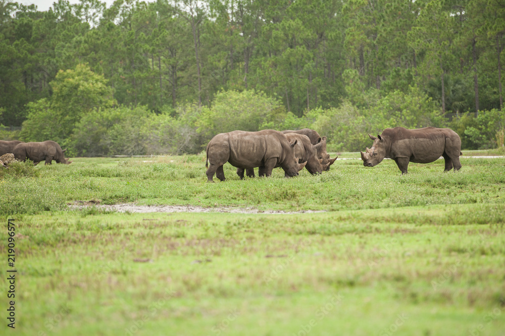 rhino family rhino family