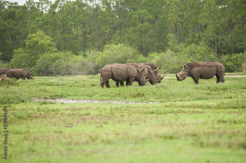 rhino family