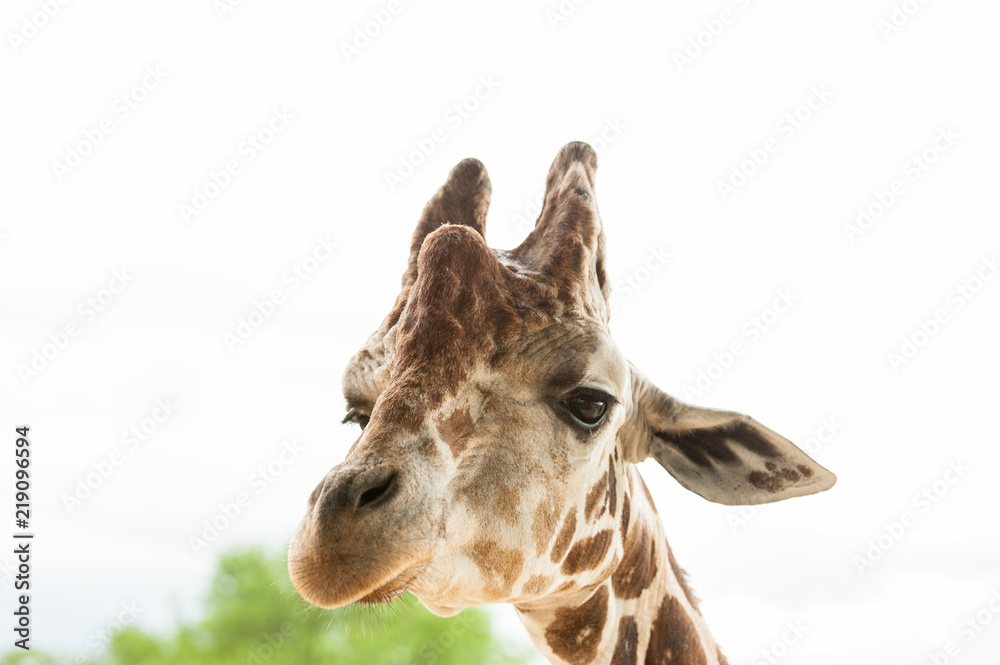 Naklejka premium giraffe portrait