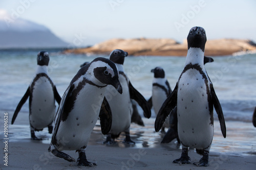 group of penguins in africa