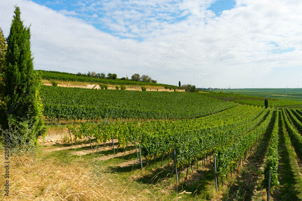 Weinreben in Reihen Weinberg in Rheinhessen im Sommer vor der Weinlese