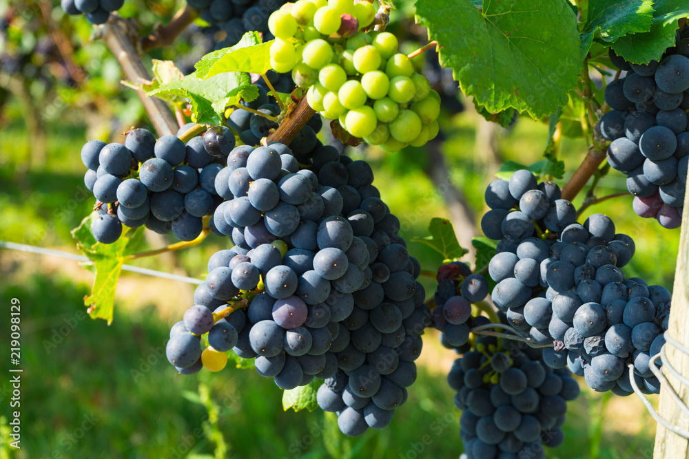 grüne und blaue Weintrauben an der Weinrebe kurz vor der Traubenlesen