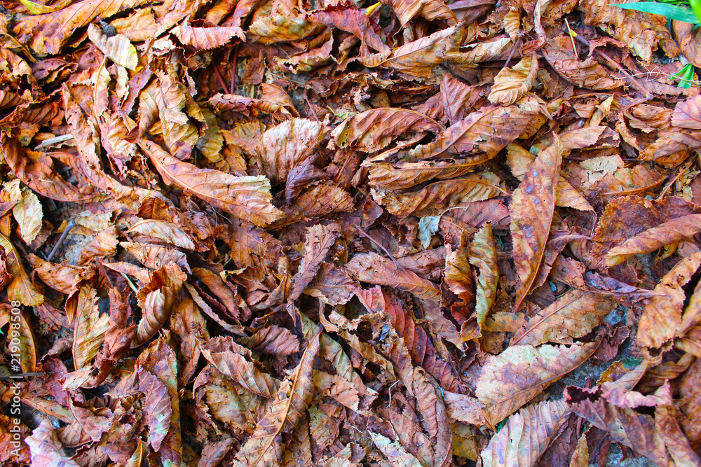 Dry chestnut leaves background