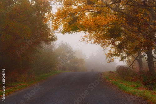Rural foggy autumn landscape with car road and red trees. Seasonal fall silence mood.